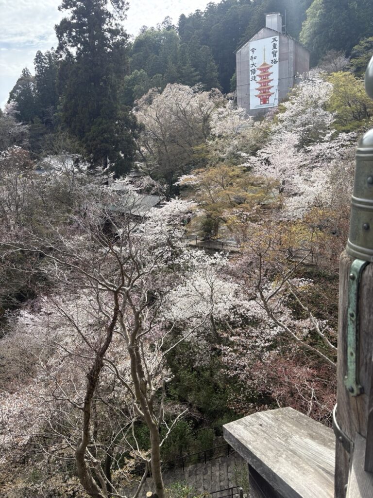 桜と五重塔(修復工事中)