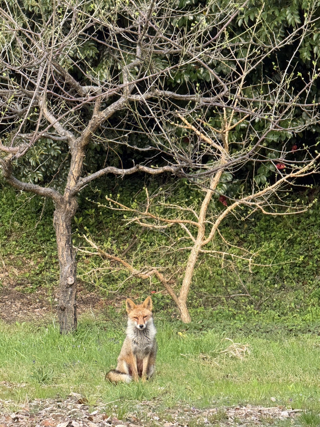 松江城の散歩中に出会ったキツネ🦊